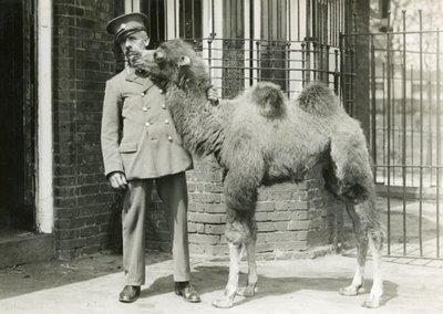 A Bactrian Camel Calf, with Keeper, Four Weeks After Having Been Born in the Menagerie, London Zoo, 1929 by Frederick William Bond